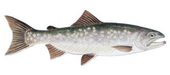 Arctic Char