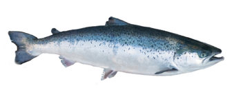 Atlantic Salmon