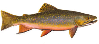 Brook Trout