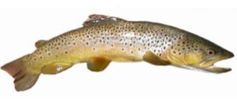 Brown Trout