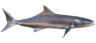 Cobia