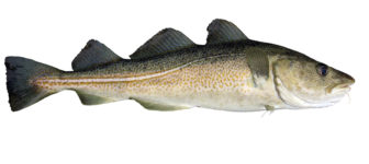 Atlantic Cod