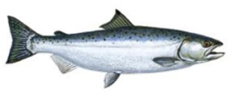 Coho Salmon