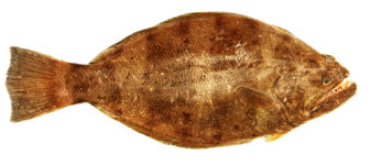 Atlantic Halibut