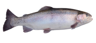 Rainbow Trout