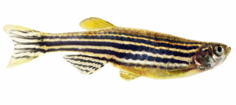 Zebrafish